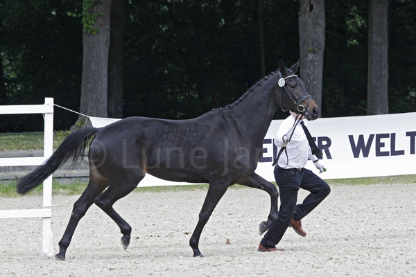 Honey Honey © Lune jancke